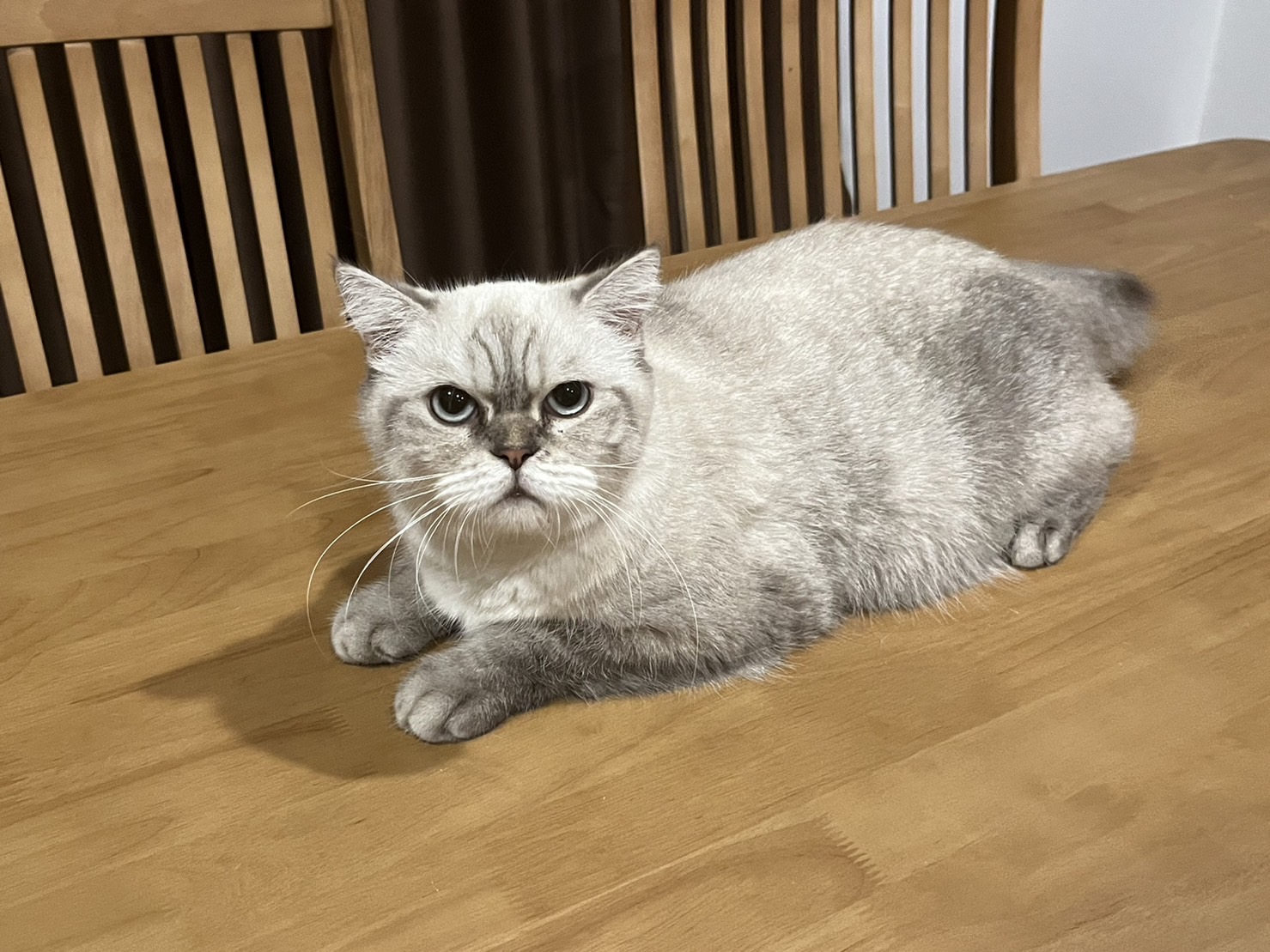 CH. Mira Little Foot